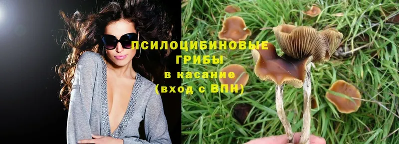 как найти закладки  Кисловодск  Галлюциногенные грибы Cubensis 